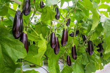 growing vegetables in an industrial greenhouse eggplant