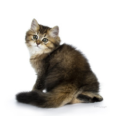 Fluffy British Longhair kitten sitting backwards with tail curled to the side, looking over shoulder towards camera, isolated on white background