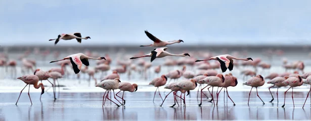 Gartenposter Flamingo Flamingoskolonie am Natronsee. Zwergflamingo Wissenschaftlicher Name: Phoenicoparrus minor. Tansania Afrika.