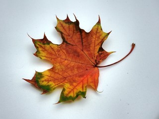 Fallen autumn maple leaf on white background. Autumn.