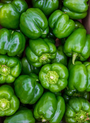Plakat growing vegetables in an industrial greenhouse sweet pepper