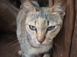 แมวไทยเป็นสัญลักษณ์แห่งความสวยงาม และให้ความสุข สงบร่มเย็น สำหรับคนที่เลี้ยง