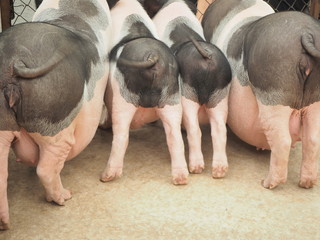 Miniature Pork is a small pig that is generally a nose is a bit pungent eyes bright. The time to grow is full. It takes 2 - 3 years with a height of 14 - 16 inches with a weight of 65 pounds 30 kilogr
