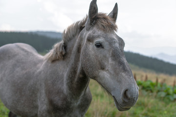 Obraz premium horse pasture in the mountains