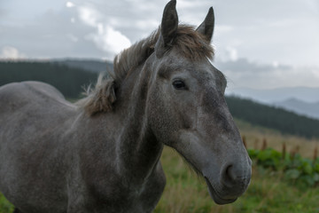 Obraz premium horse pasture in the mountains