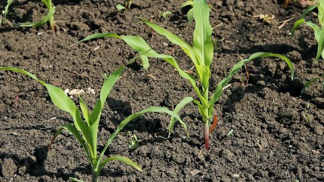 Young Corn Growing on a Field