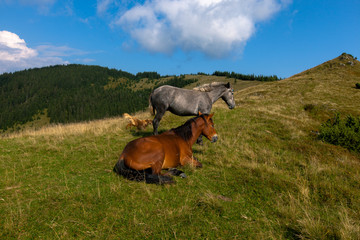 horse pasture in the mountains