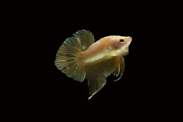 Gold betta fish, fighting fish , siamese fighting fish isolated on black background