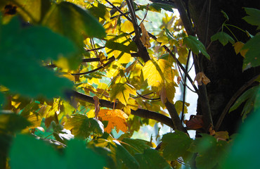 View through of colorful autumn leaves of Acer in the park