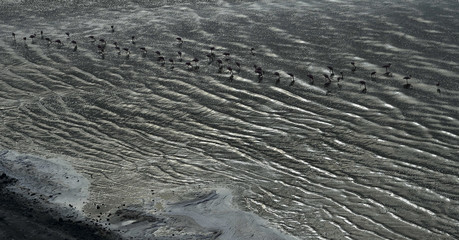 Flamingos in the water near the shore of Lake Natron. Aerial view. Tanzania.