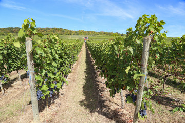 Fototapeta na wymiar Harvesting grapes by a combine harvester