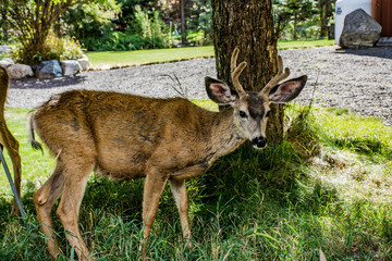 Inquisitive young buck