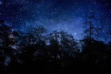 Black silhouettes of trees on a background of starry sky