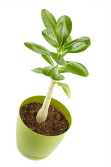 adenium in green pot, indoor house plant, small tree isolated on white background