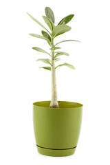 adenium in green pot, indoor house plant, small tree isolated on white background