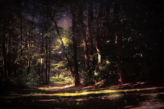 Fototapeta Magic forest with footpath, starry sky and light reflections