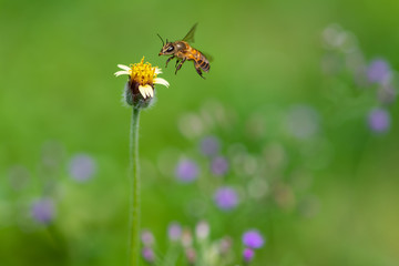 A bee in flight is approaching a Tridax Procumbens flower to collect the nectar
