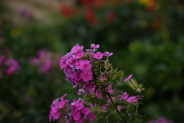 Flower nature garden