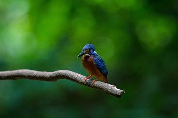 Blue-eared Kingfisher (Alcedo meninting)