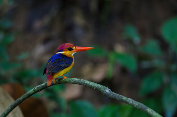 Black backed Kingfisher or Oriental Dwarf Kingfisher