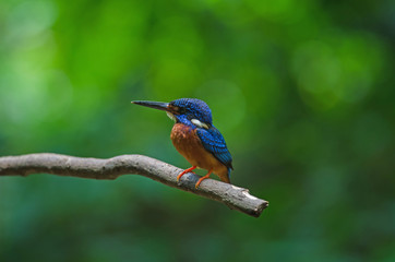 Blue-eared Kingfisher (Alcedo meninting)
