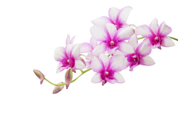 Fototapeta na wymiar White orchid flowers blooming with purple striped on branch patterns isolated on white background