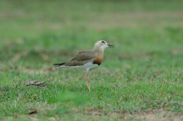 Oriental Plover (Charadrius veredus)