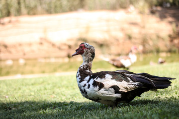Close up of a duck, standing on a green grass 