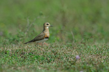 Oriental Plover (Charadrius veredus)
