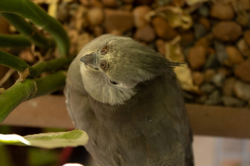 Amor de um pássaro 