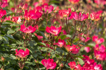 一重咲きの赤いバラ