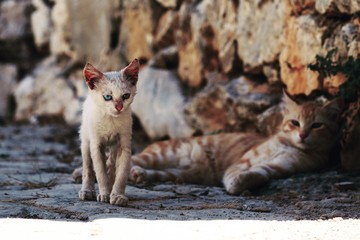 Gatti randagi sull’isola di Symi, Dodecaneso