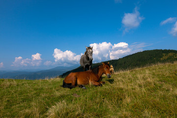 horse pasture in the mountains
