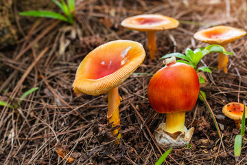 Colourful  of mushroom on the ground in the rainforest.