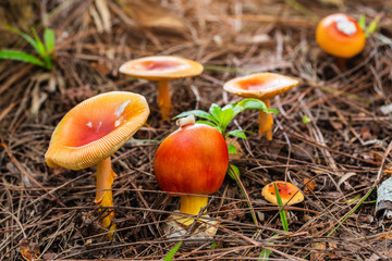 Colourful  of mushroom on the ground in the rainforest.