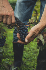 Man harvesting black grapes in the vineyard 