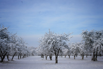 winter background / snowy garden at the  morning