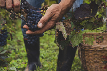 Man oogst zwarte druiven in de wijngaard