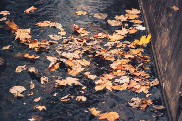 Fototapeta premium autumn yellow mapple leaves in water pool
