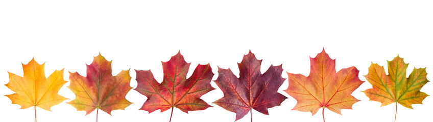 Сollection beautiful colorful autumn leaves isolated on white background