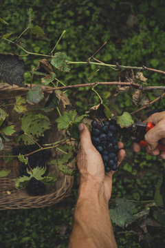 Man harvesting grapes in the vineyard 