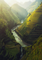 Vietnam-Reis in Terrassenform