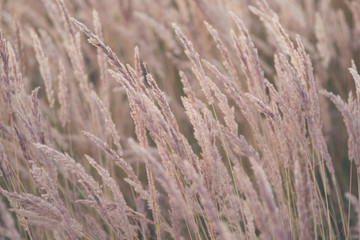 Obraz premium Summer grass flowers in bright gold shimmering twilight sunshine, blurred background as outdoor backdrop and copy space. Selective focus macro shot with shallow DOF