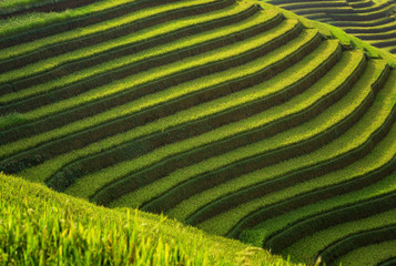 Fototapeta premium Layer of Rice fields on terraced of Mu Cang Chai, YenBai, Vietnam. Vietnam landscapes.