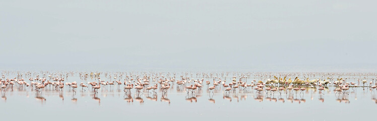 Colony of Flamingos on the Natron lake.Lesser Flamingo Scientific name: Phoenicoparrus minor. Tanzania Africa.