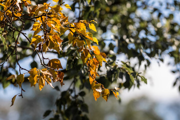 Autumnal Leaves on a tree