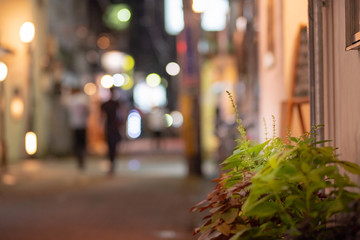 夜の華