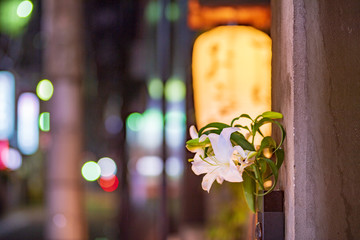 夜の華