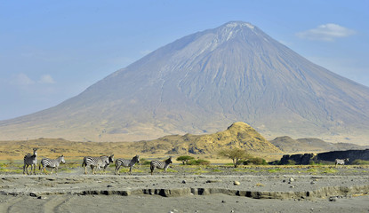 Zebras at the foot of the Lengai (Ol Doinyo Lengai) Volcano. Tanzania. Africa.