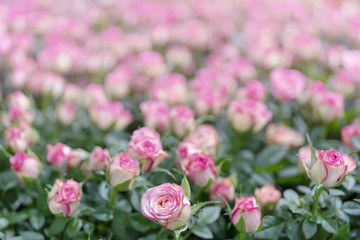 Light pink roses.